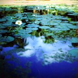 See mit Wasserlilien 