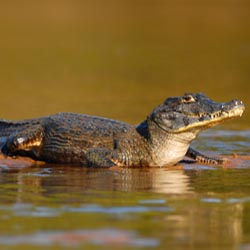 Krokodil im Sumpfgebiet